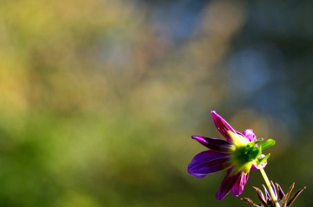 Wenn nix geht, Blumen gehen immer.