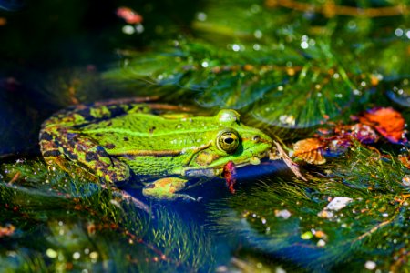 shiny frog photo