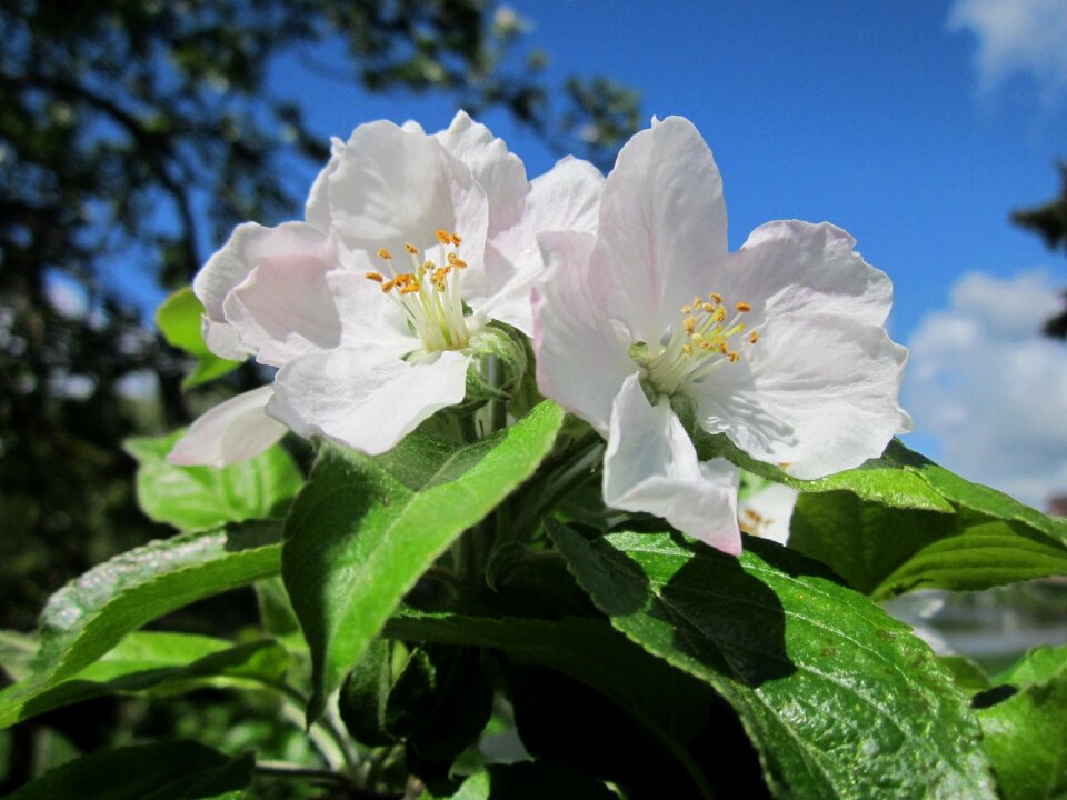 Blossom blooming macro