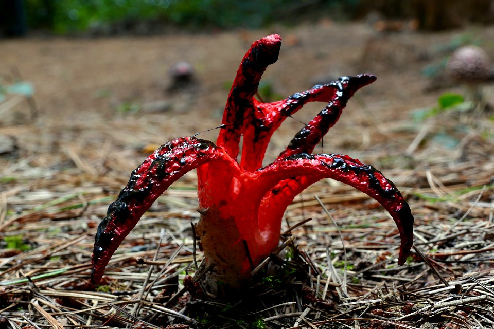 Clathrus archeri ( octopus stinkhorn)