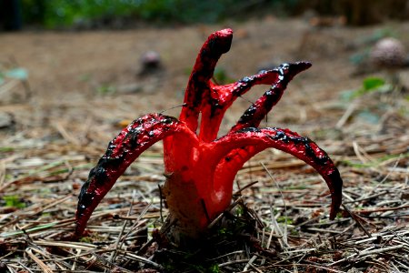 Clathrus archeri ( octopus stinkhorn) photo