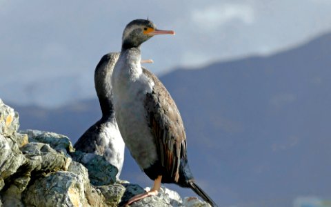 Spotted shags (Stictocarbo punctatus) NZ photo