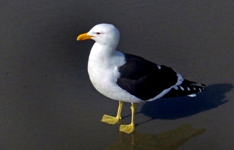 Larus dominicanus,(black-backed gull,) photo