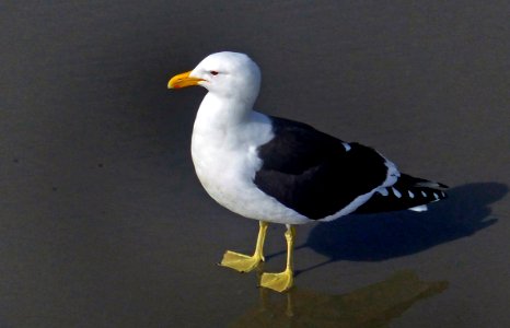 Larus dominicanus,(black-backed gull,)