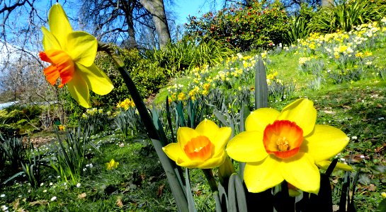 Narcissus. daffodil. photo