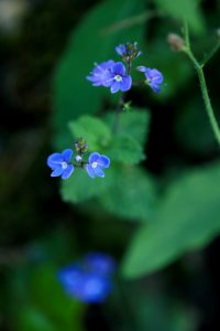 Les petites fleurs bleues