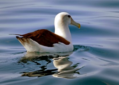 The white-capped albatross (Thalassarche cauta steadi)