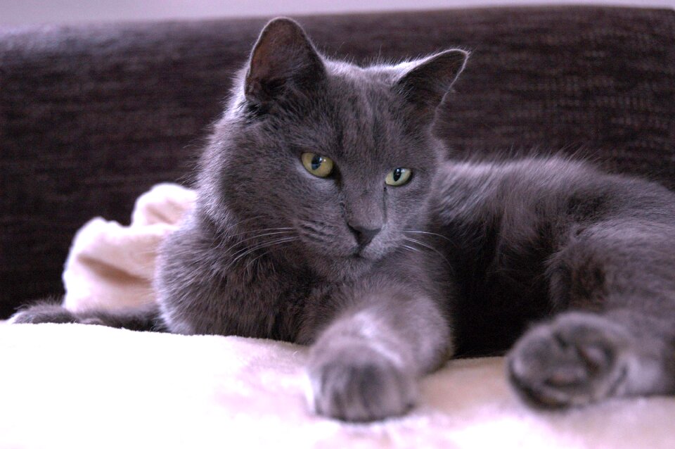 Carthusian grey green eyes