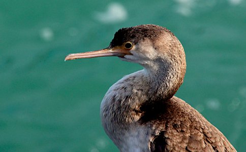 Spotted shag. photo