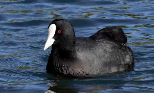 The Australian coot.  (Fulica prisca)