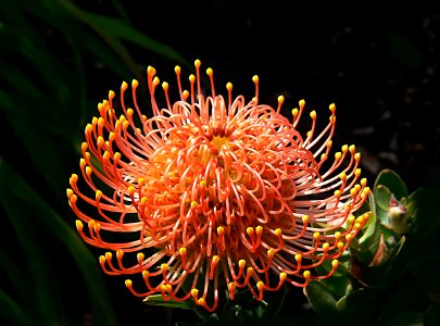 Waratah. photo