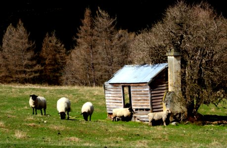 Shepherd's shelter. photo