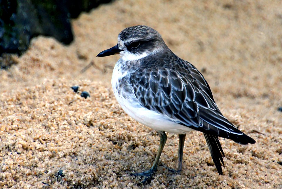 New Zealand dotterel. (Charadrius obscurus)