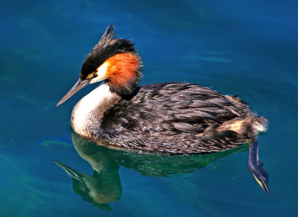 Australasian Crested Grebe. photo