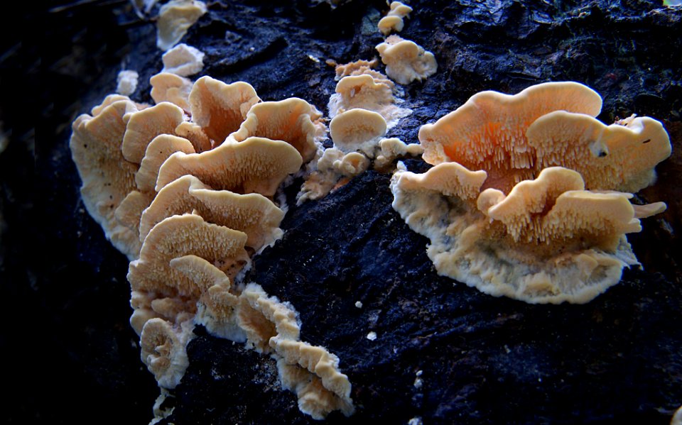 Antrodiella zonata.