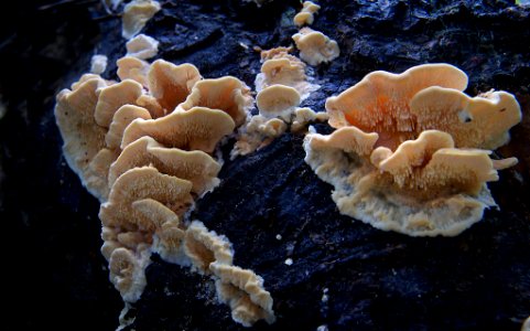 Antrodiella zonata.
