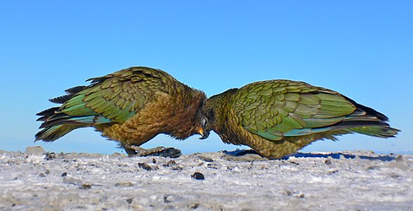 A pair of Kea.(Nestor notabilis) photo