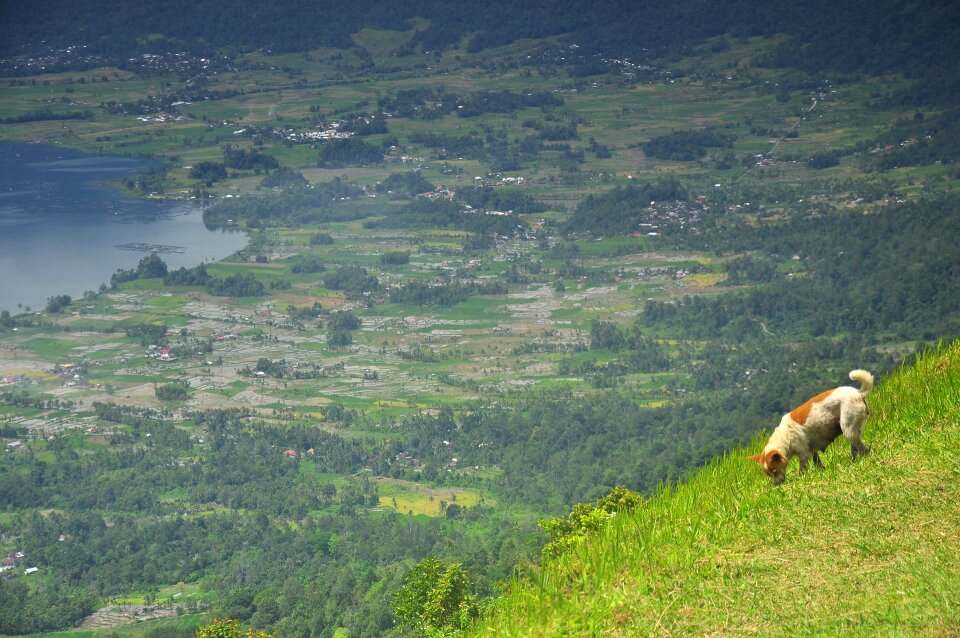 Nature landscape green