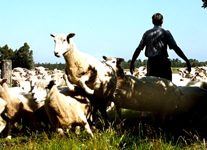 Woolly jumper. photo