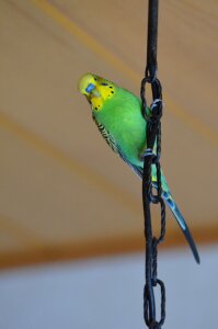 Green green bird animals