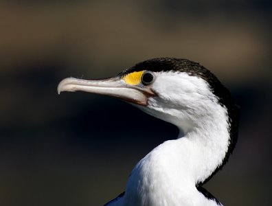 Pied Shag photo