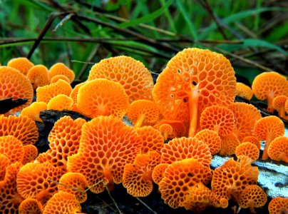 Orange pore fungus (Favolaschia calocera, photo