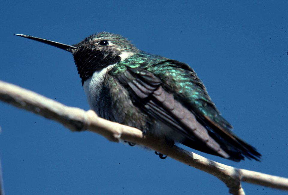 HUMMINGBIRD, BLACK-CHINNED (  )  male