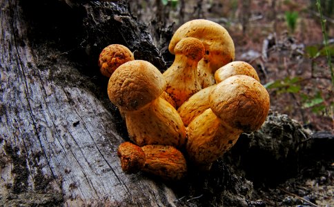 Gymnopilus. photo