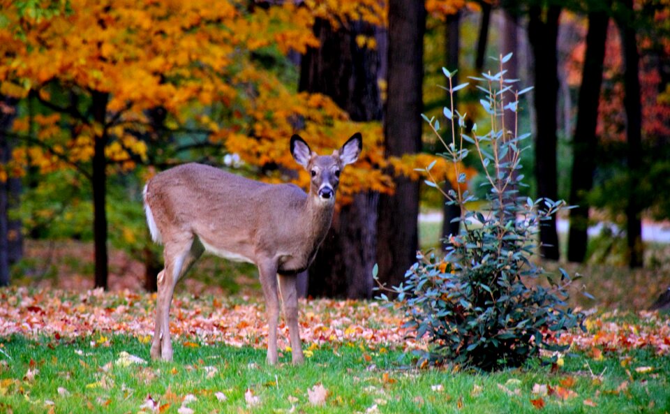 Leaves park animal photo