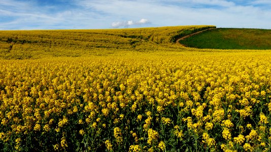 Fields of Gold.Canola. photo