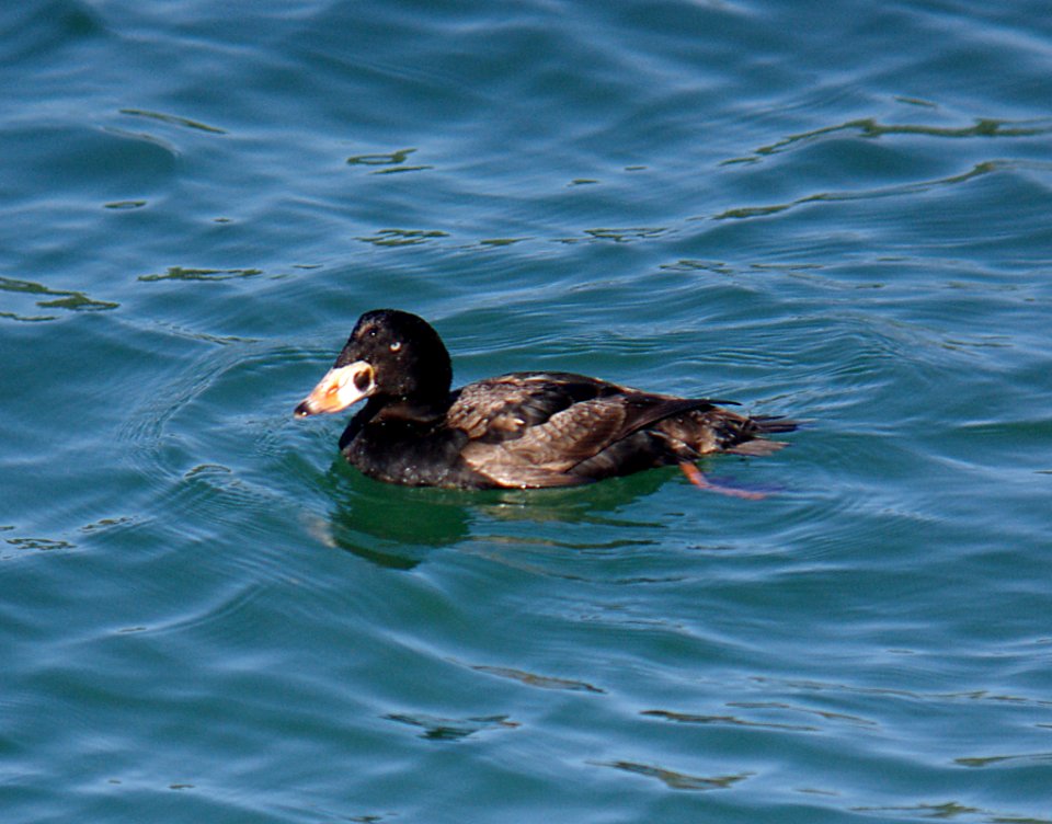 SCOTER, SURF (3-15-07) -sub-adult male, morro bay, slo co, ca
