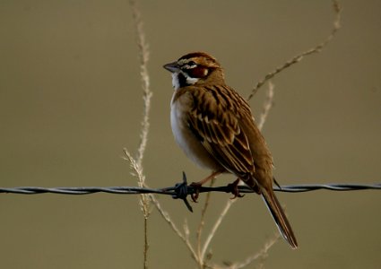 SPARROW, LARK (1-4-06) carrizo plain nat monument, slo co, ca