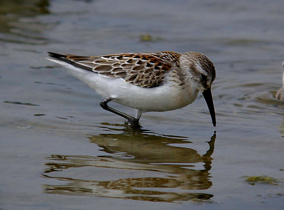 SANDPIPER, WESTERN (8-27-05) slo co, ca