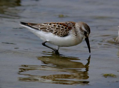 SANDPIPER, WESTERN (8-27-05) slo co, ca