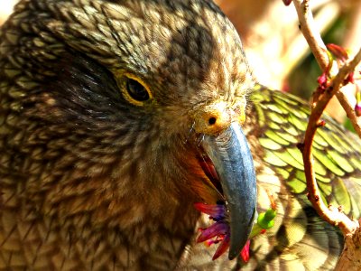 Kea feeding on NZ Fuchsia.