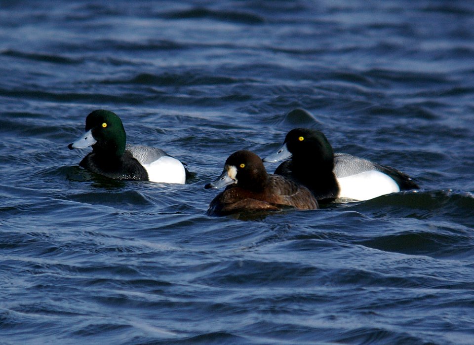 SCAUP, GREATER (2-05)-1