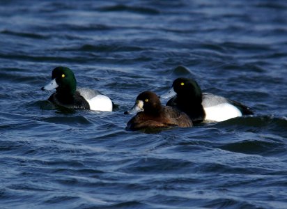 SCAUP, GREATER (2-05)-1