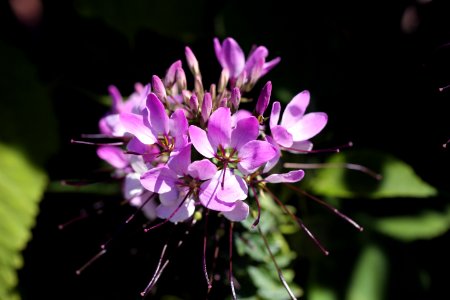 Fleurs municipales photo