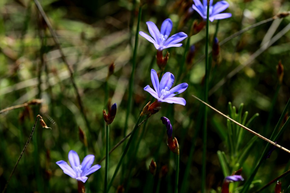 Flore montpelliéraine photo