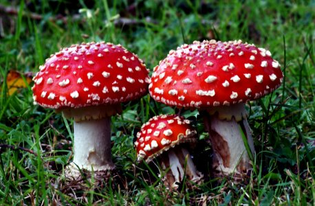 Fly agric.(Amanita muscaria)