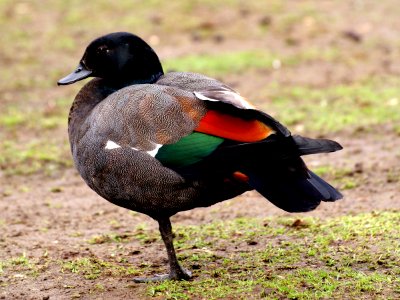 Male shelduck. NZ. (Tadorna variegata)