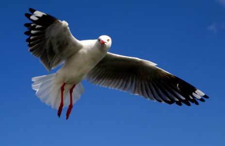 The Silver Gull. photo