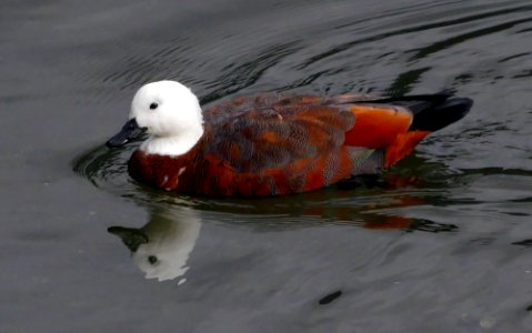 Female Shelduck. New Zealand. photo