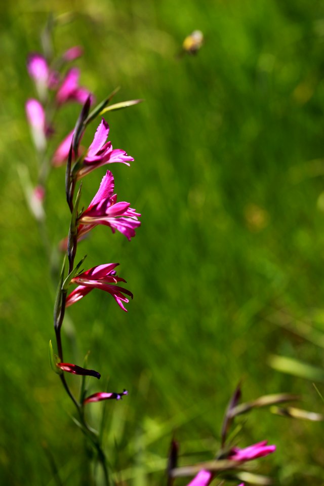 Flore montpelliéraine