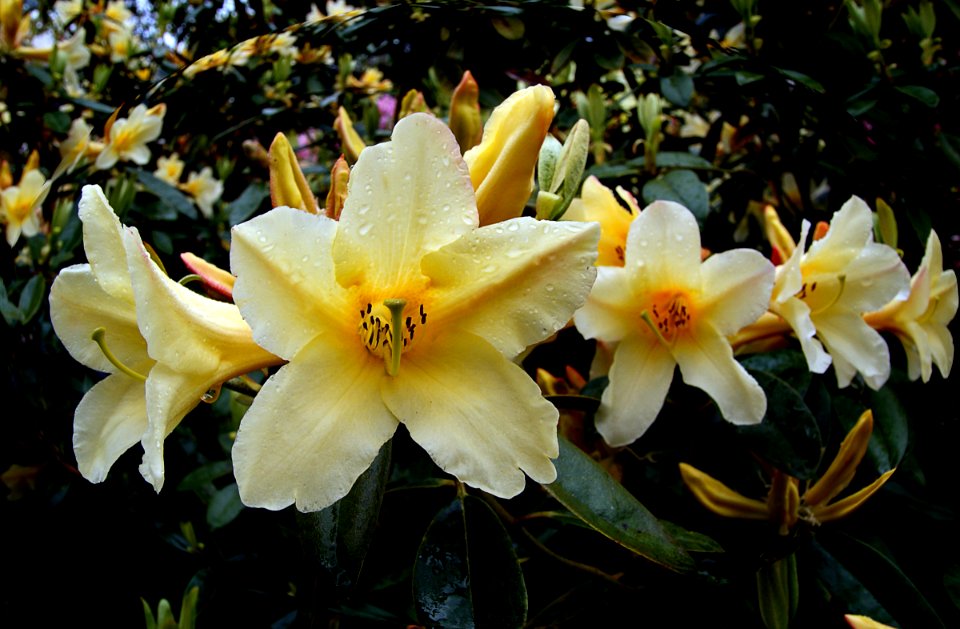 Barbara Jury ( rhododendron.}
