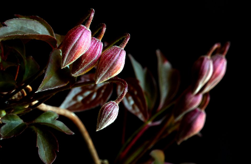 Clematis buds.Lumix FZ200.