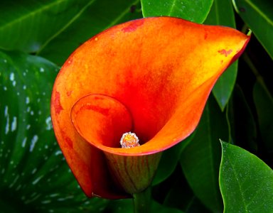 Orange calla lily. photo
