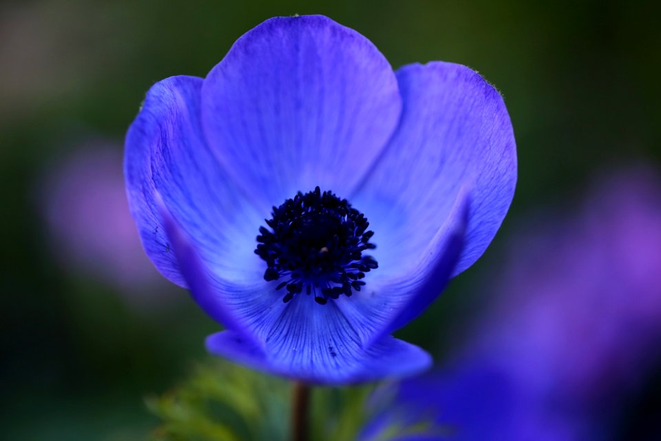 Die blaue Anemone im Garten photo