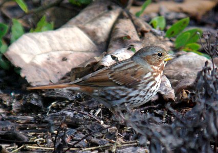 SPARROW, FOX (12-27-06) "red", zaboria, los osos, slo co, ca