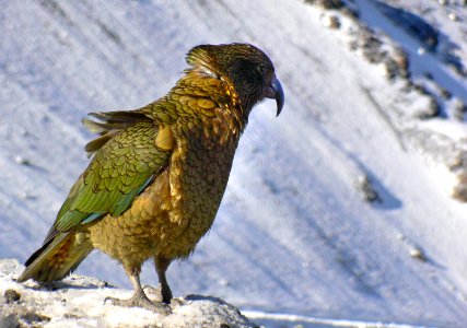 The Kea.